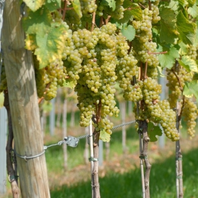 Riesling Rebzeile 3